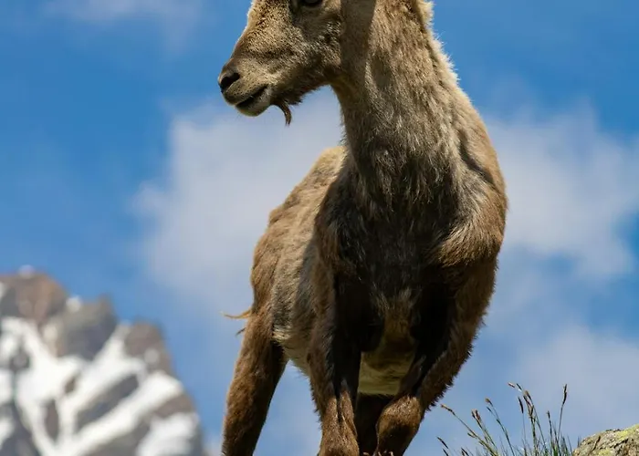 Holiday home Mountlake House Spiez